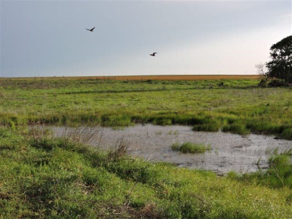 Overview of 114 acre hunting land in Wichita County, Texas