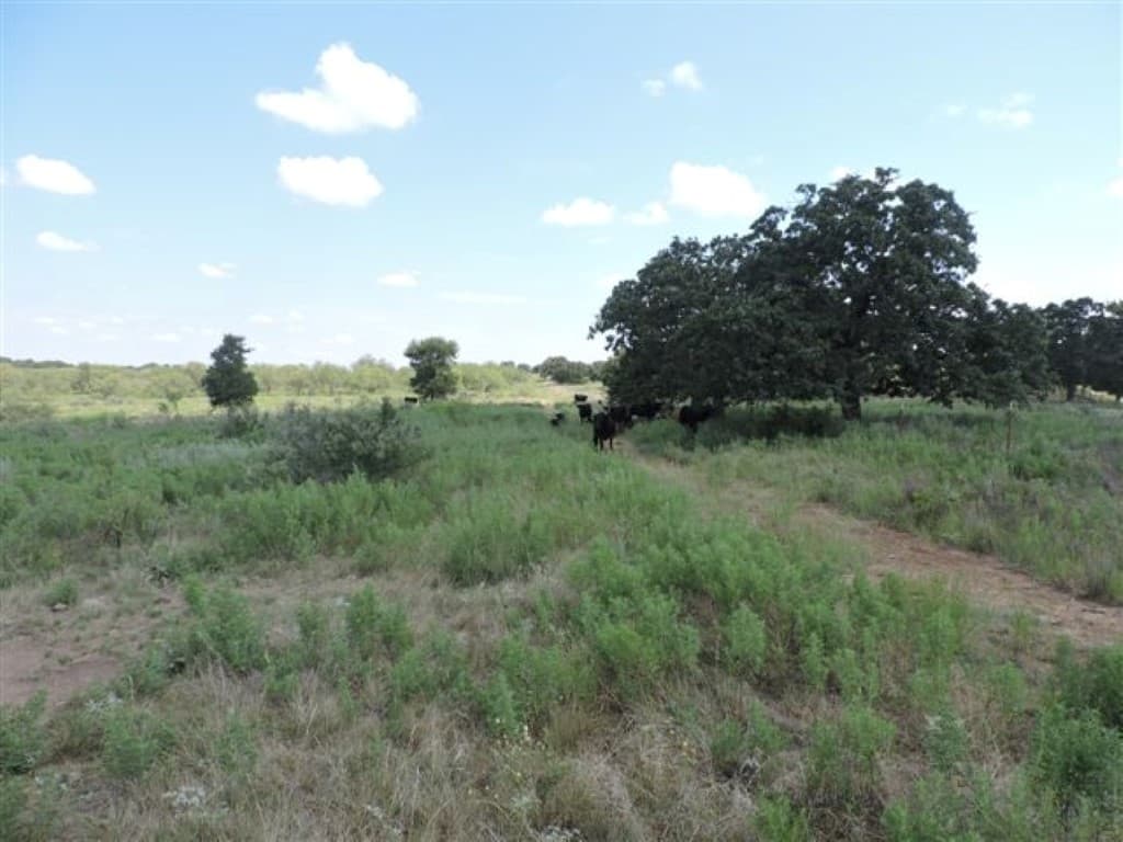 Overview of 80 acre hunting land in Young County, Texas