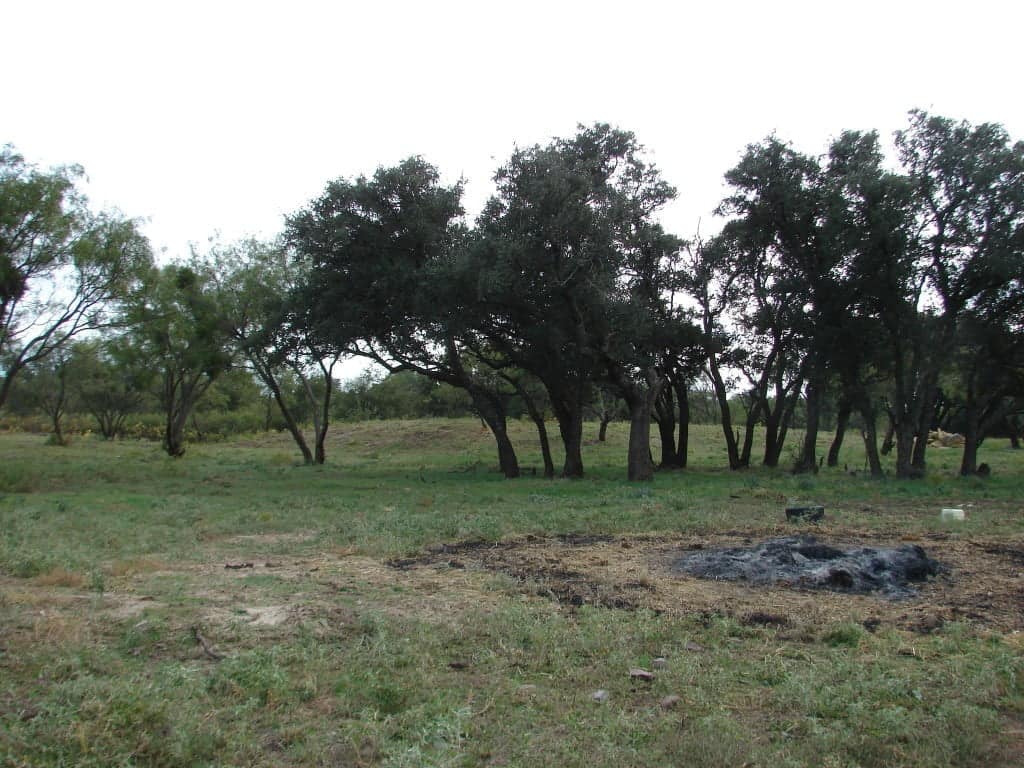 Callahan County Texas land with native pasture