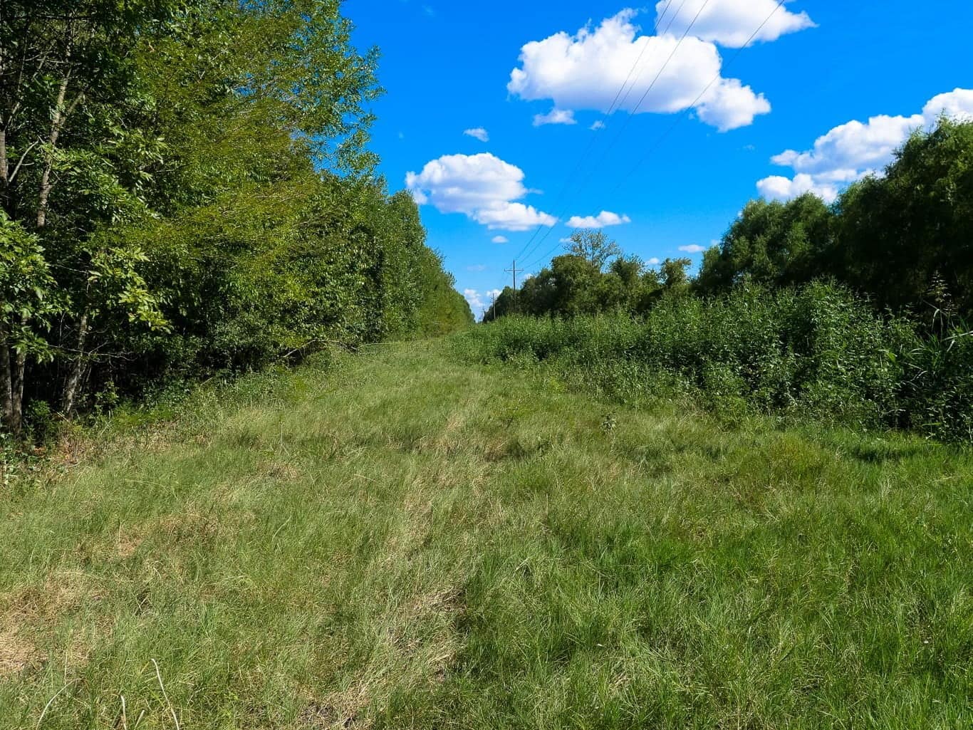 62.3 acre timberland in Red River County, Texas