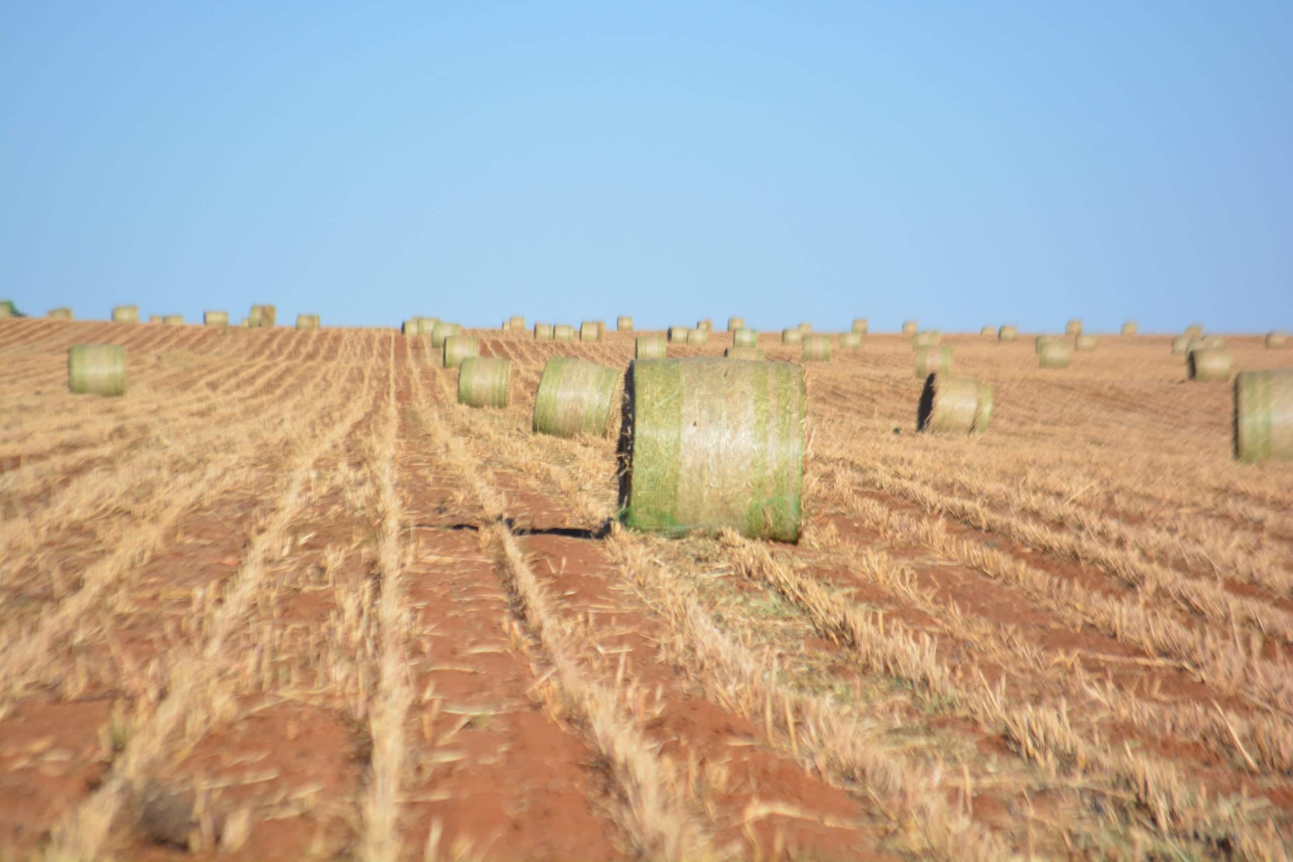 Bailey County Texas land with shortgrass pasture