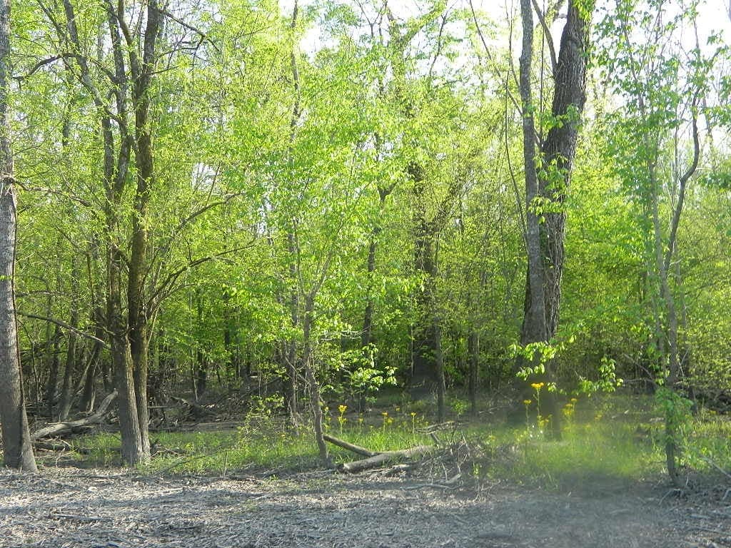66.05 acre hunting land in Red River County, Texas