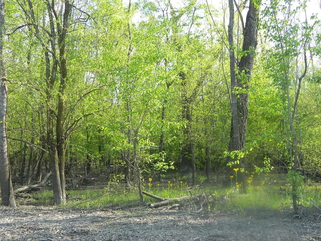 Overview of 66.05 acre hunting land in Red River County, Texas