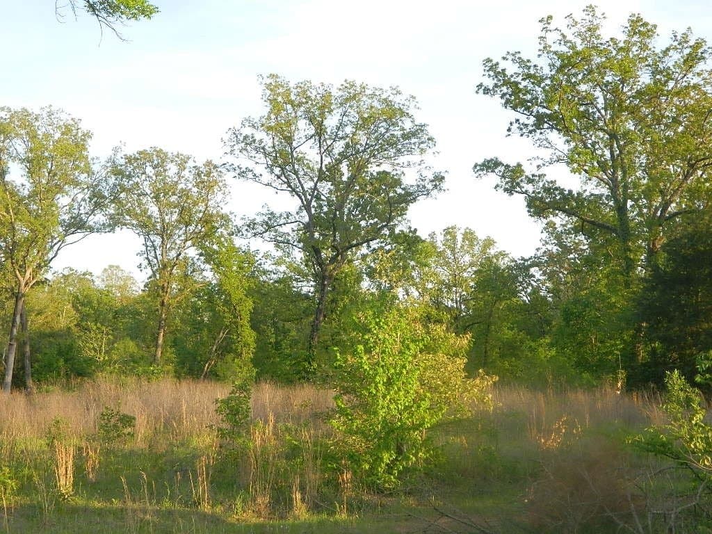 Overview of 77.82 acre hunting land in Titus County, Texas