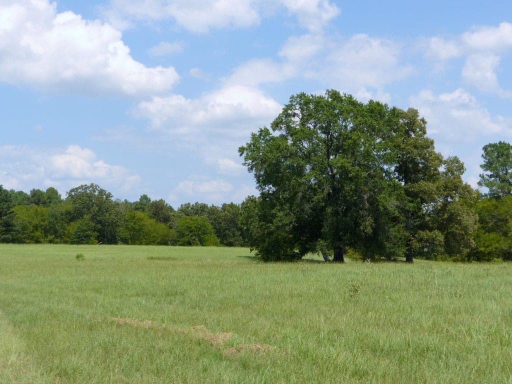 Overview of 621 acre timberland in Red River County, Texas