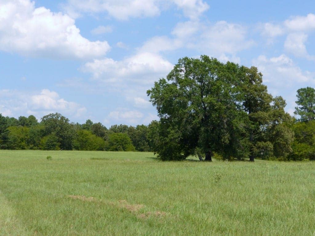 621 acre timberland in Red River County, Texas