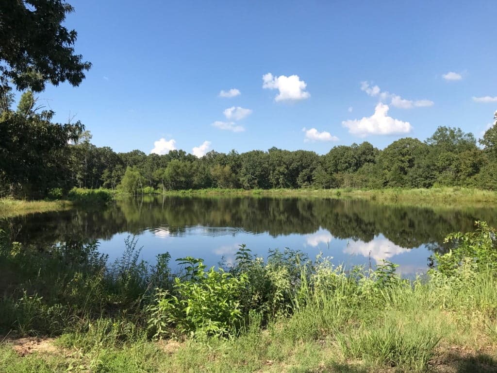 Overview of 300 acre hunting land in Franklin County, Texas