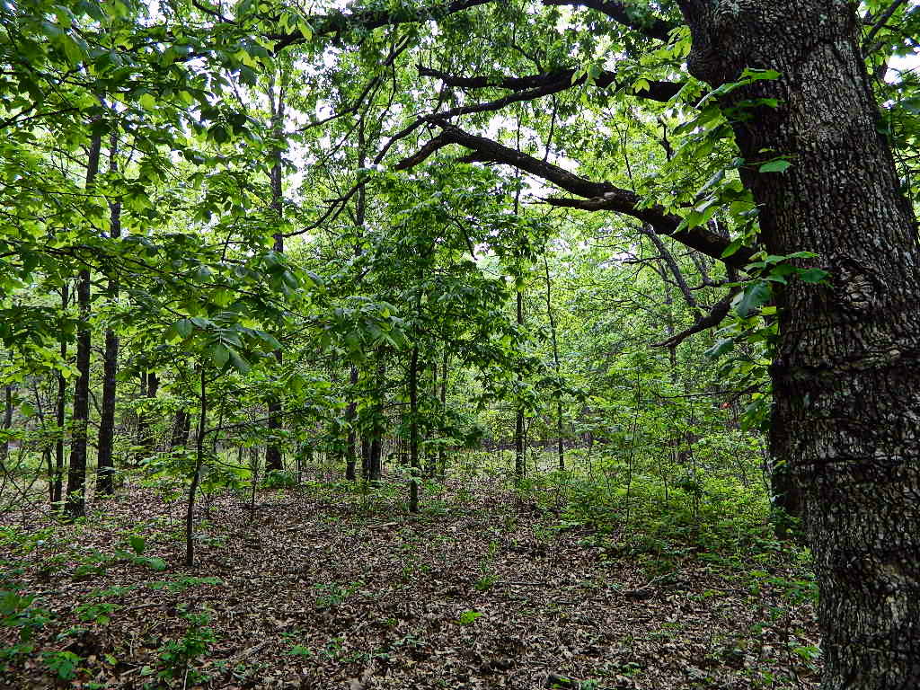 Overview of 49 acre timberland in Red River County, Texas