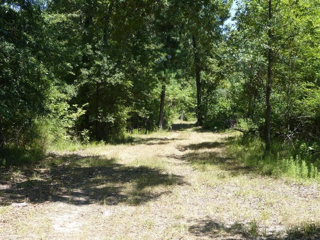 Overview of 26 acre hunting land in Titus County, Texas