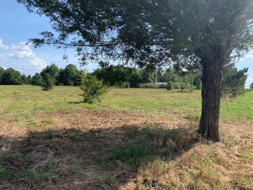 Overview of 22.5 acre hunting land in Red River County, Texas