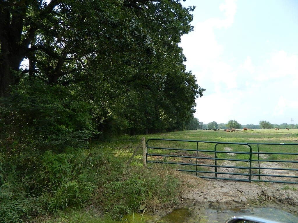Overview of 74.8 acre hunting land in Red River County, Texas
