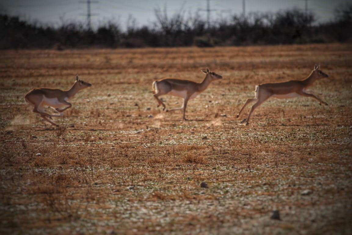 223 acre farm in Foard County, Texas