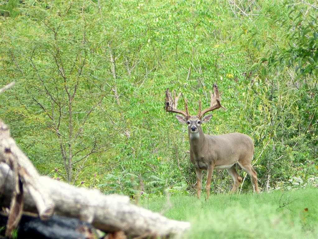 339 acre hunting land in Hopkins County, Texas