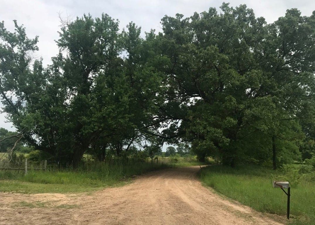 Overview of 673 acre timberland in Bowie County, Texas