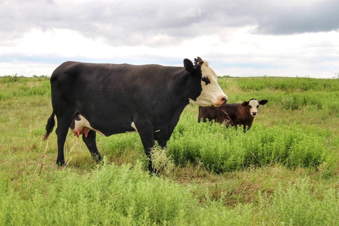 1,145 acre farm in Clay County, Texas