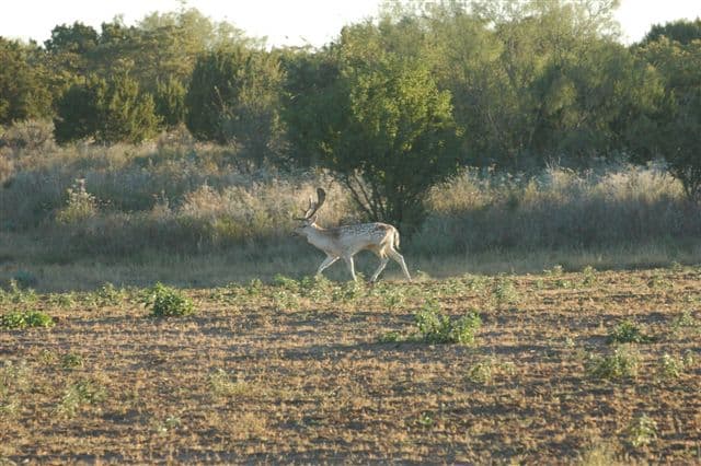 Overview of 446 acre hunting land in Stonewall County, Texas
