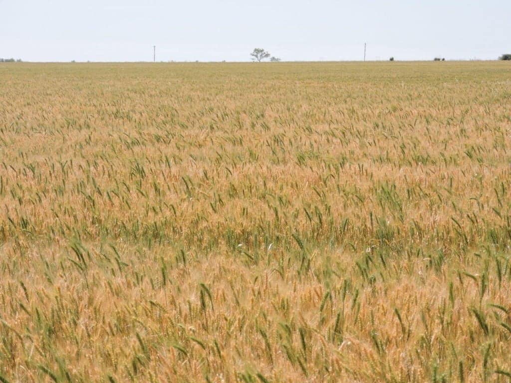 1,316 acre farm in Knox County, Texas