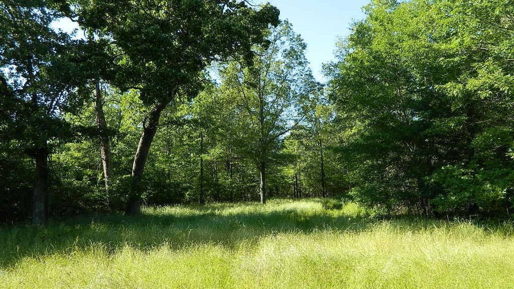 Overview of 10.37 acre ranch in Titus County, Texas