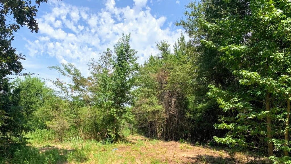 Overview of 23.13 acre hunting land in Camp County, Texas