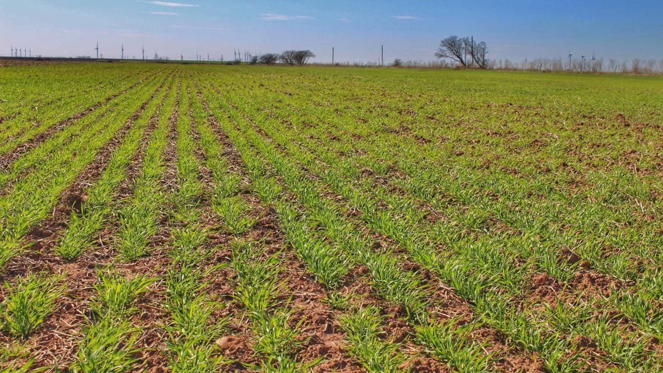 Throckmorton County Texas land with native grass pasture