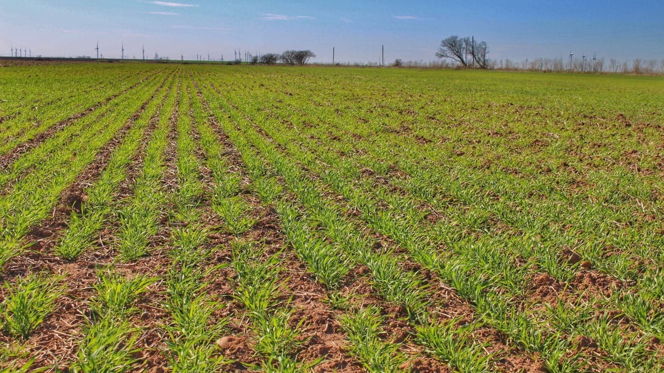 Overview of 271 acre farm in Throckmorton County, Texas