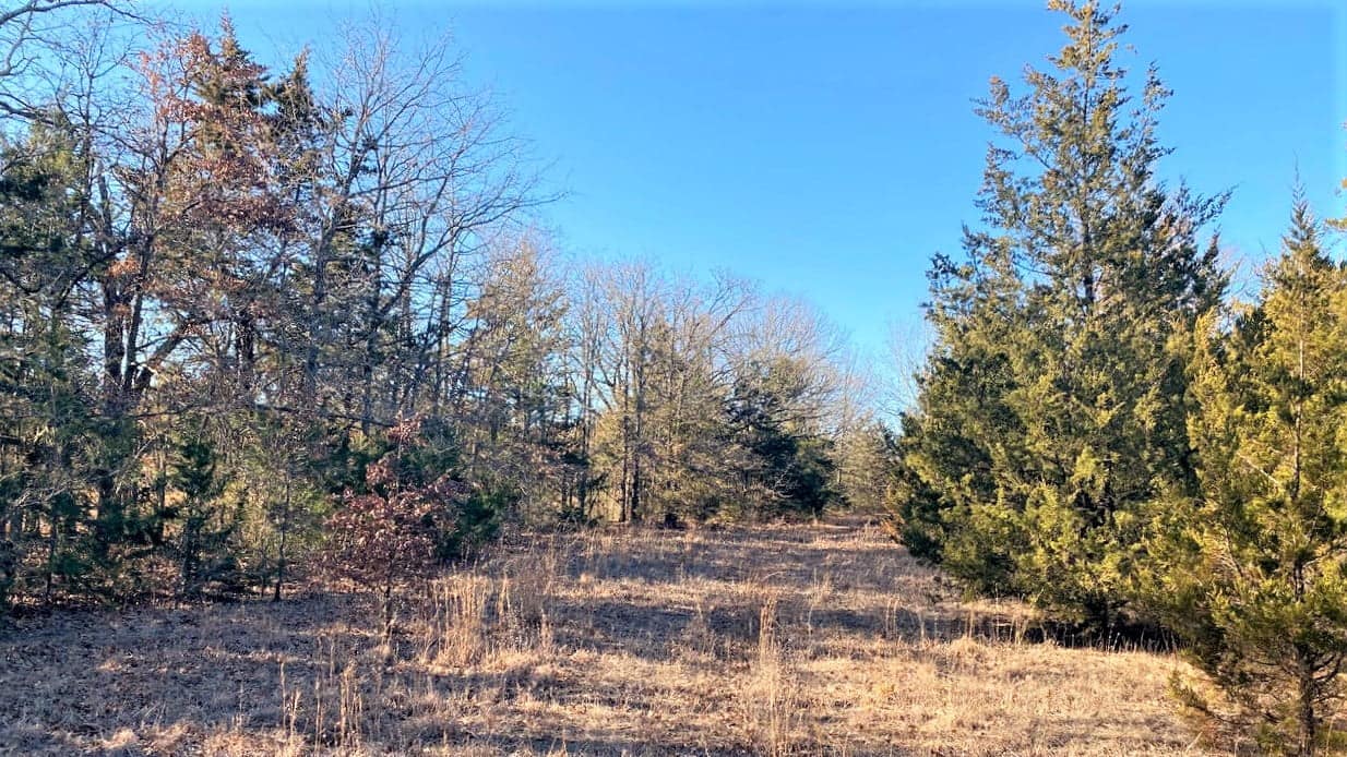 11.3 acre hunting land in Lamar County, Texas