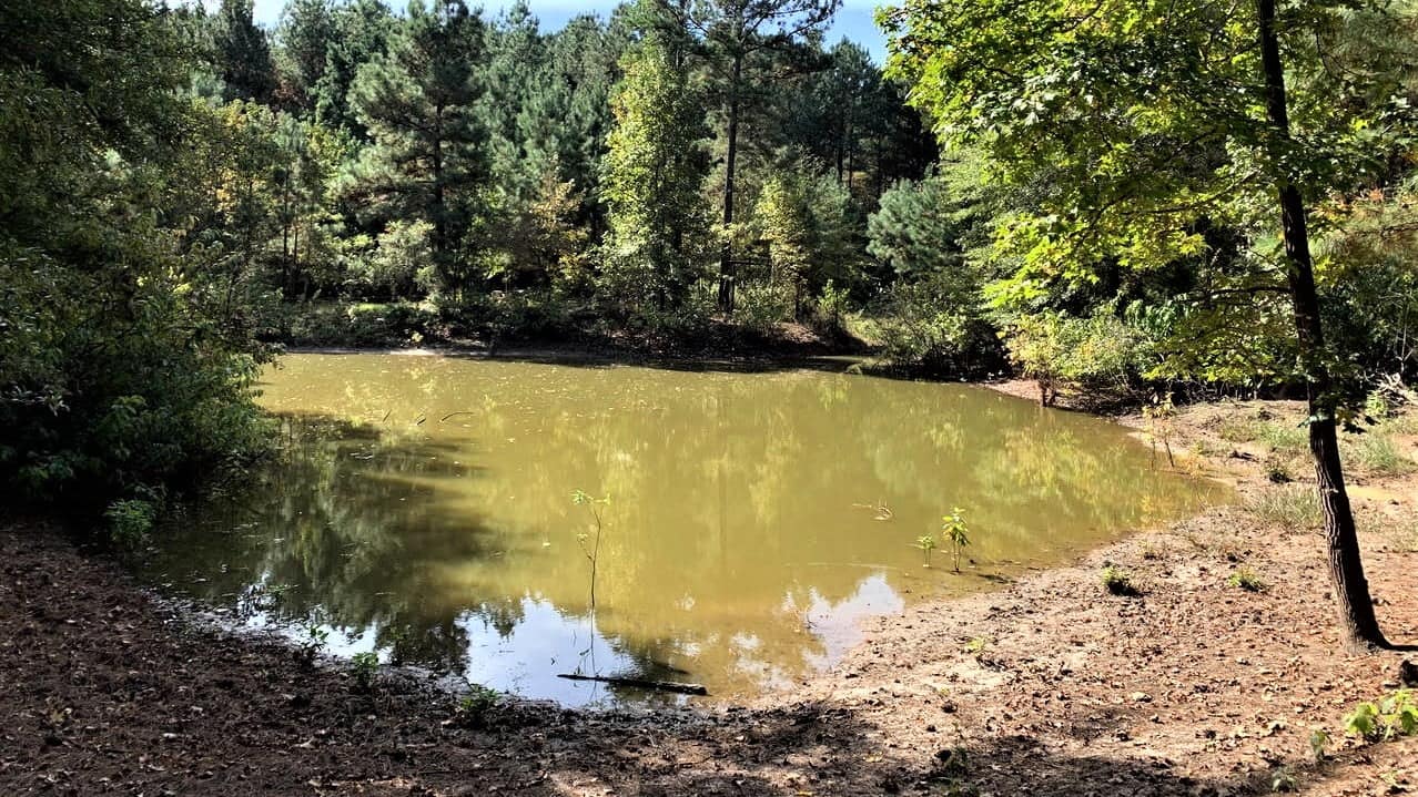 43.84 acre timberland in Morris County, Texas