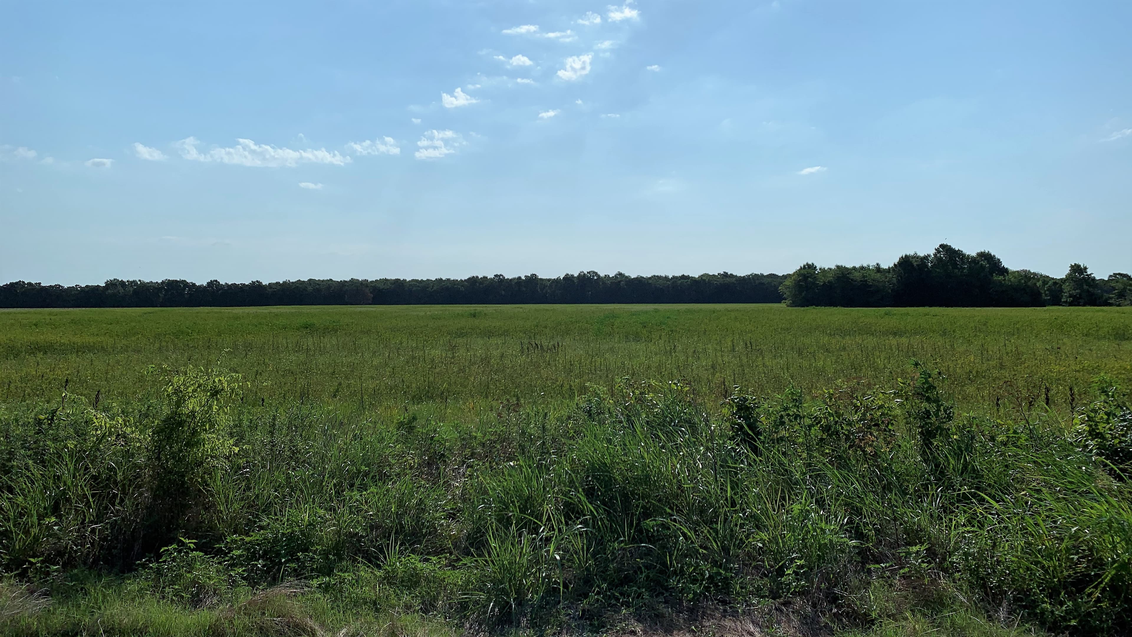 Overview of 45.72 acre ranch in Lamar County, Texas