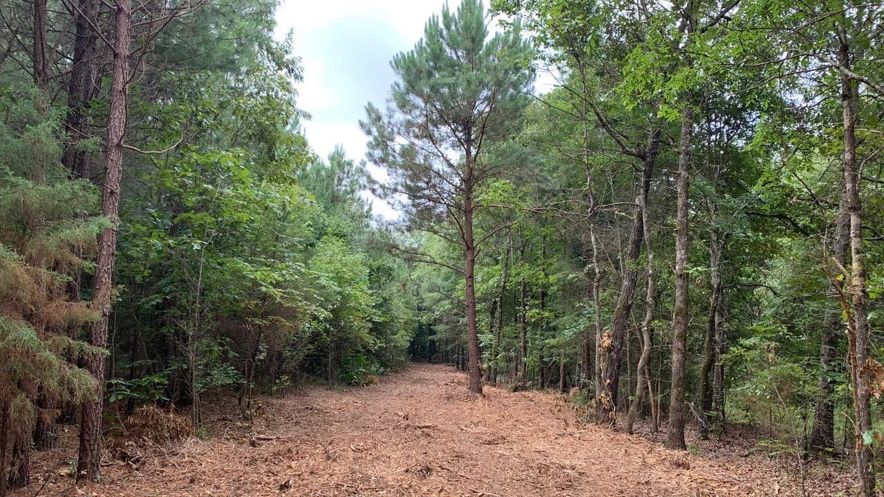 Overview of 13.27 acre timberland in Bowie County, Texas