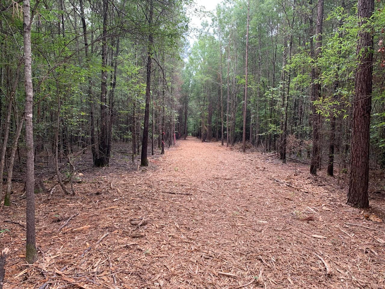 21.37 acre timberland in Bowie County, Texas