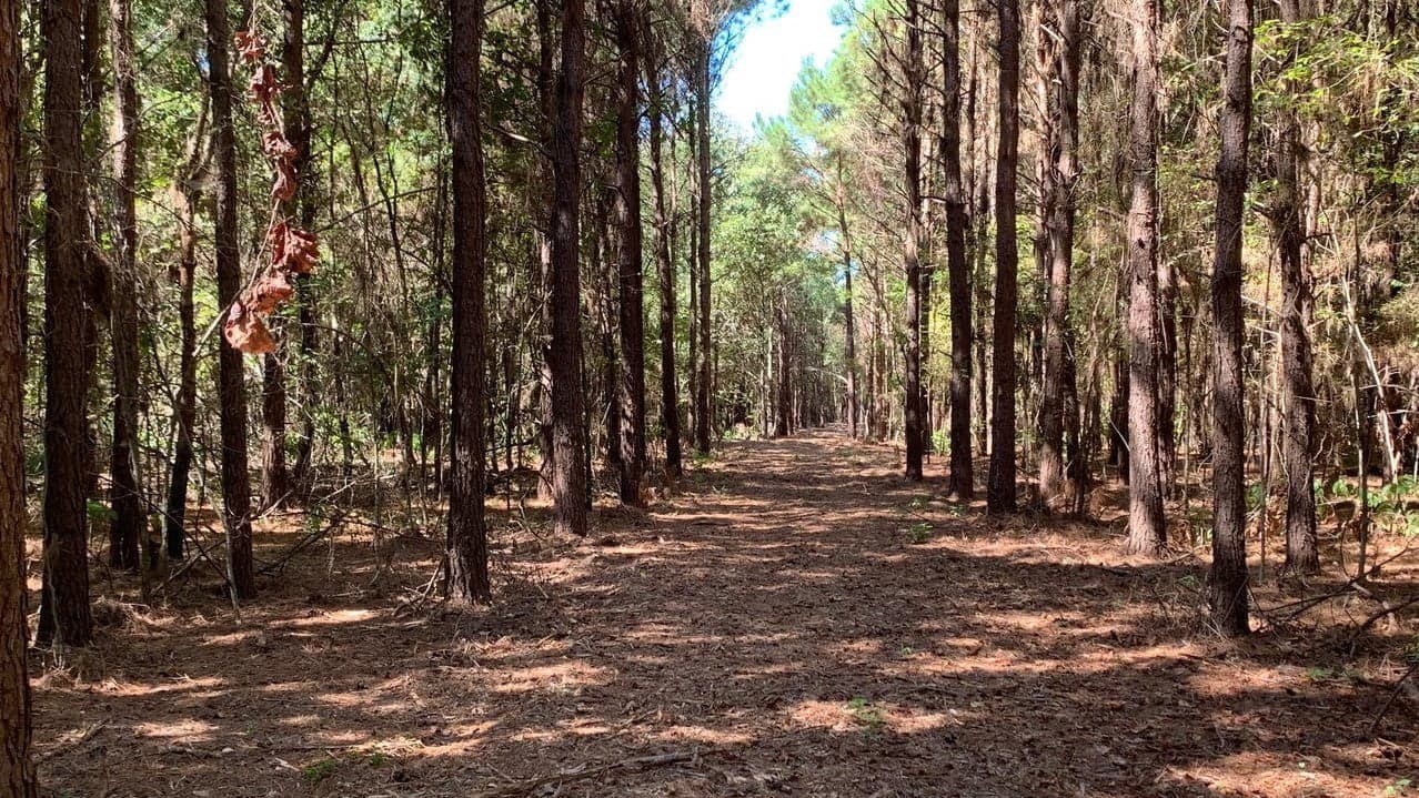 Overview of 24.19 acre ranch in Bowie County, Texas