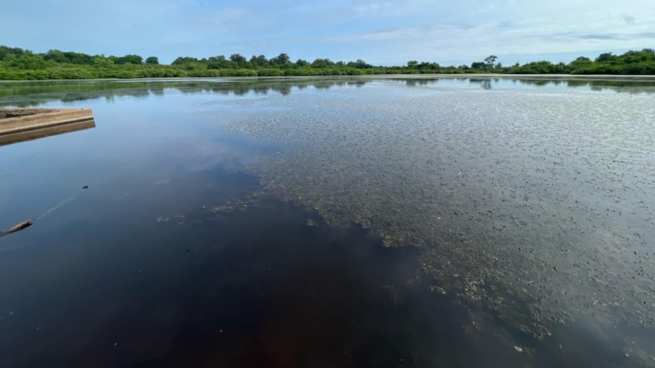 Overview of 16.3 acre ranch in Red River County, Texas