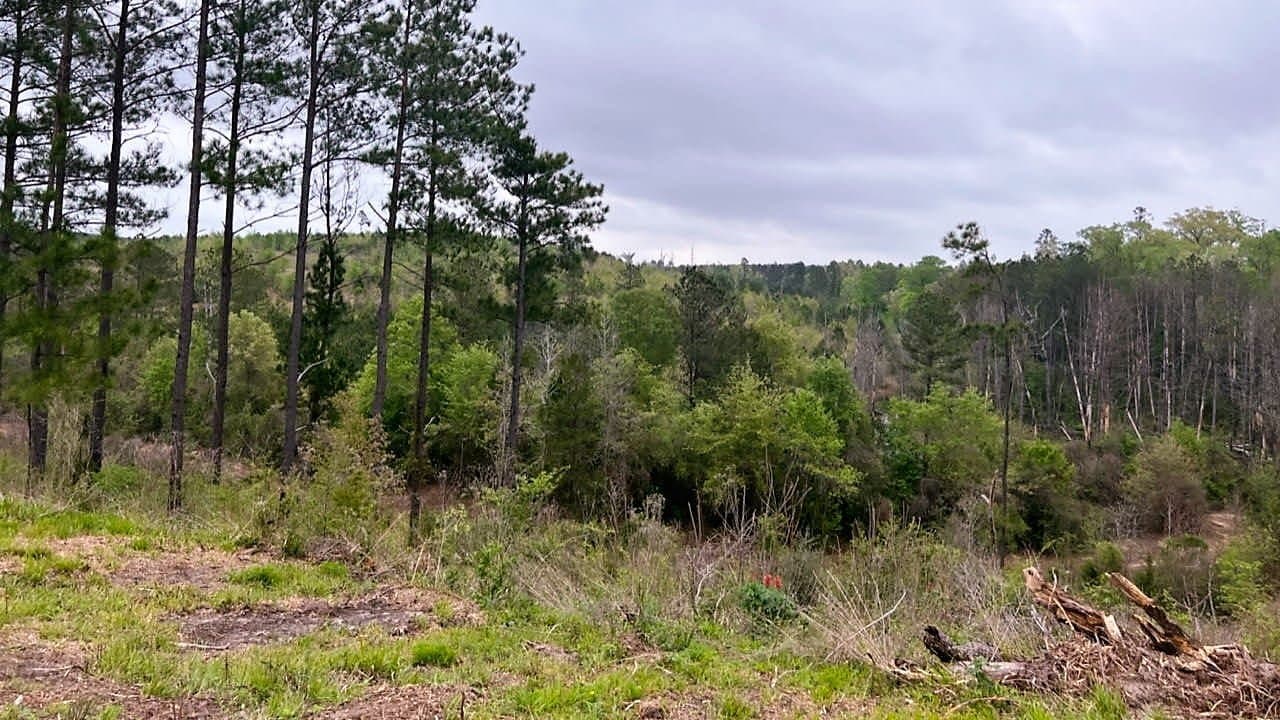 Overview of 19.76 acre ranch in Cass County, Texas