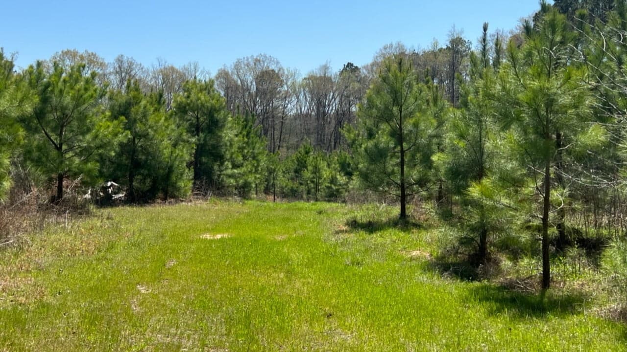 Overview of 11.4 acre ranch in Cass County, Texas
