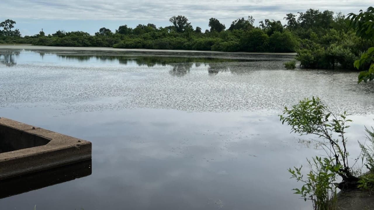 Overview of 65 acre hunting land in Red River County, Texas