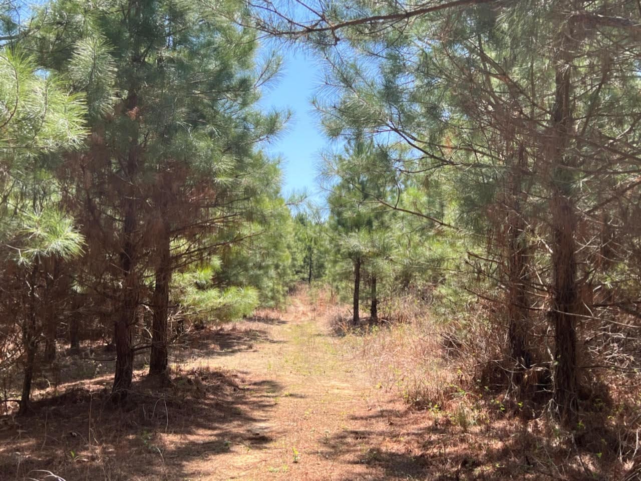 11.96 acre hunting land in Cass County, Texas