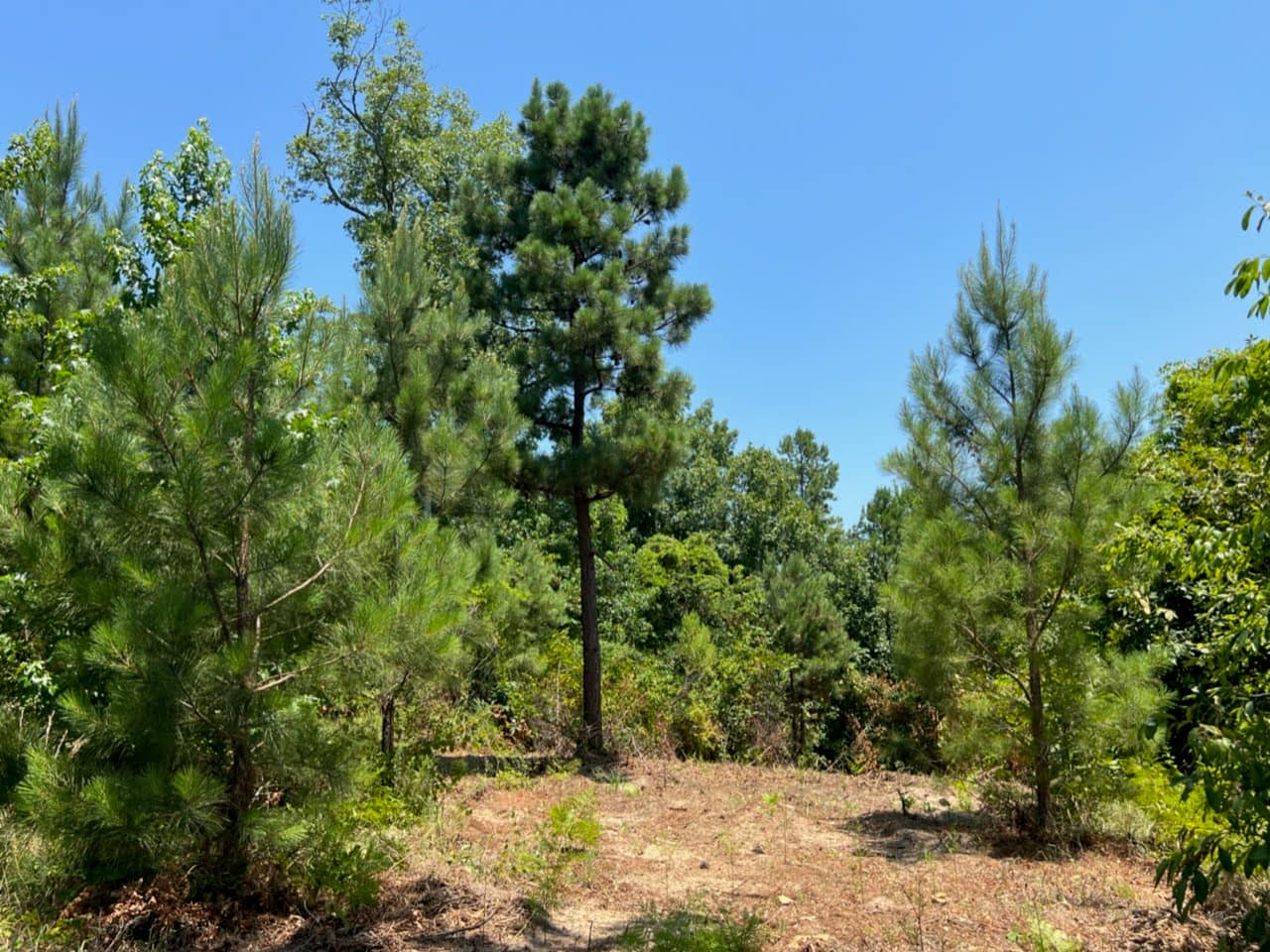 29.94 acre hunting land in Cass County, Texas