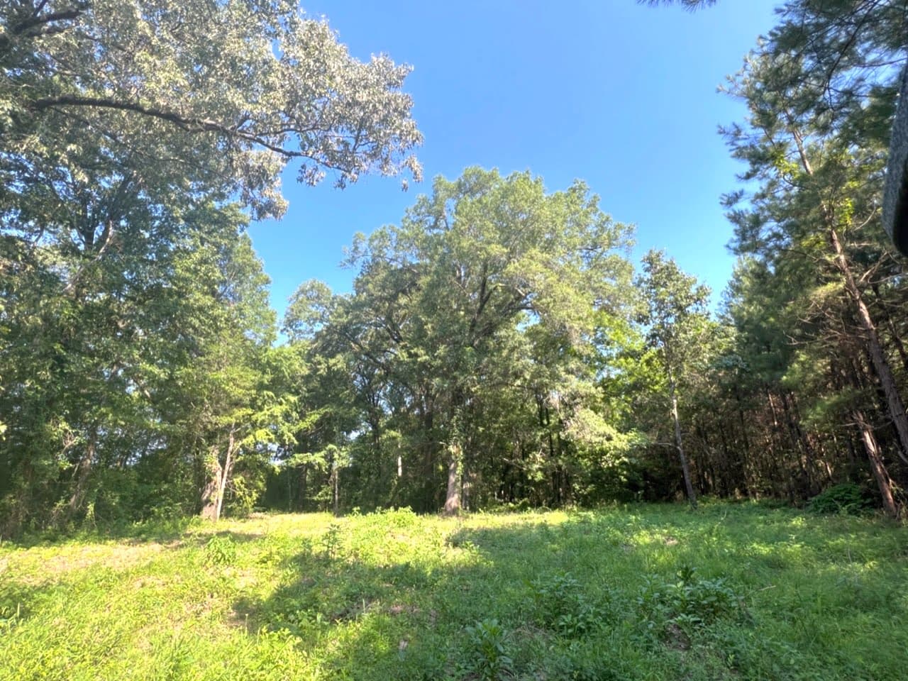 Overview of 16.85 acre hunting land in Cass County, Texas