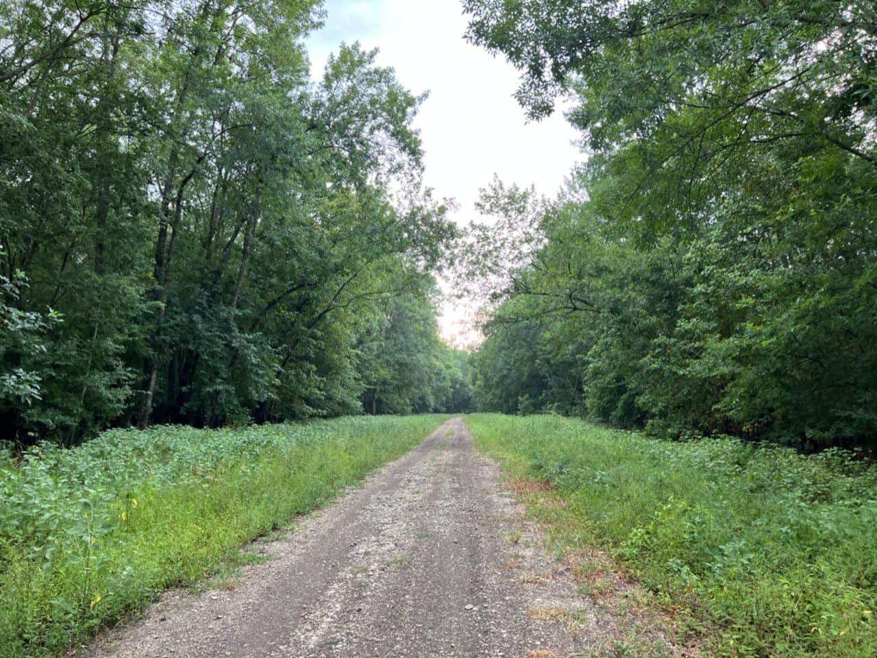 65 acre hunting land in Red River County, Texas