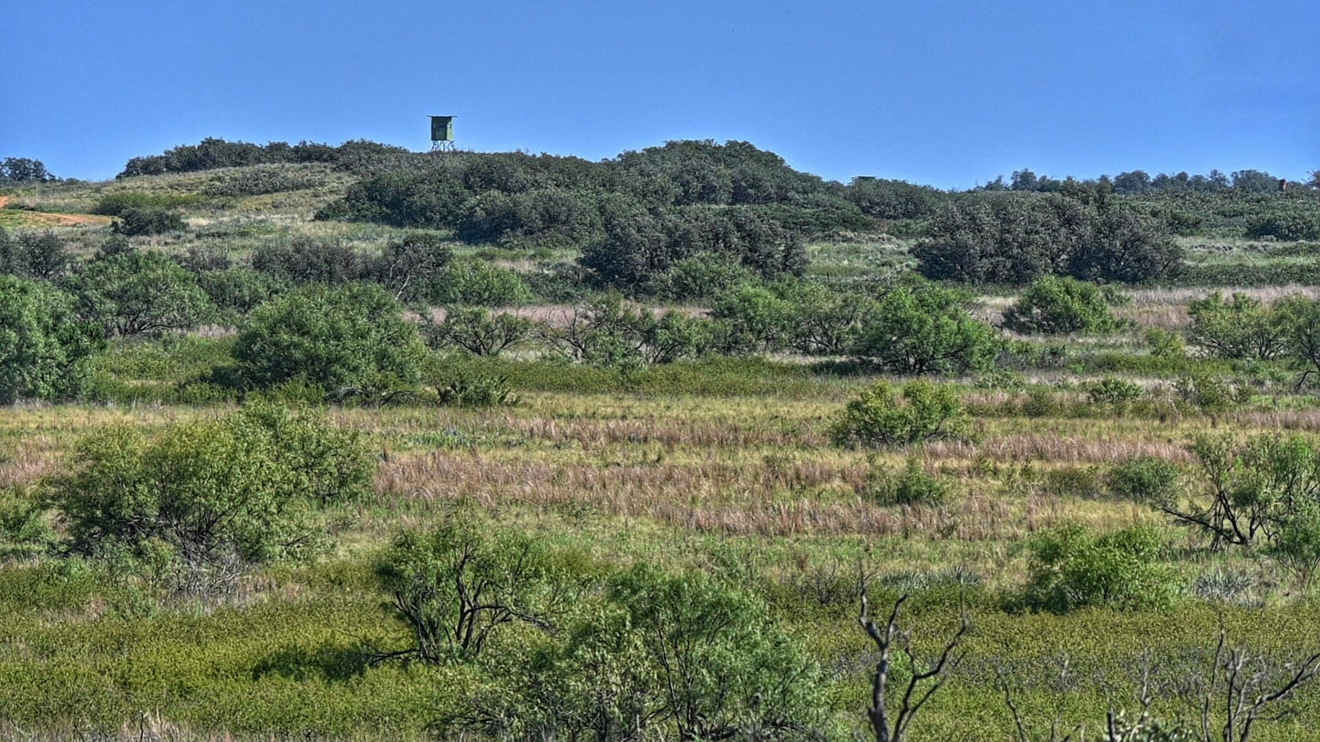 Overview of 480 acre timberland in Cottle County, Texas