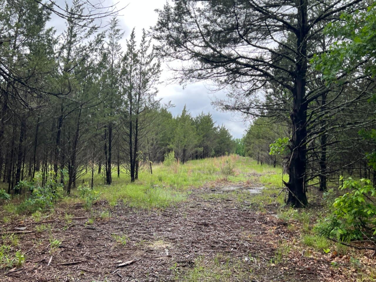 11.38 acre hunting land in Lamar County, Texas