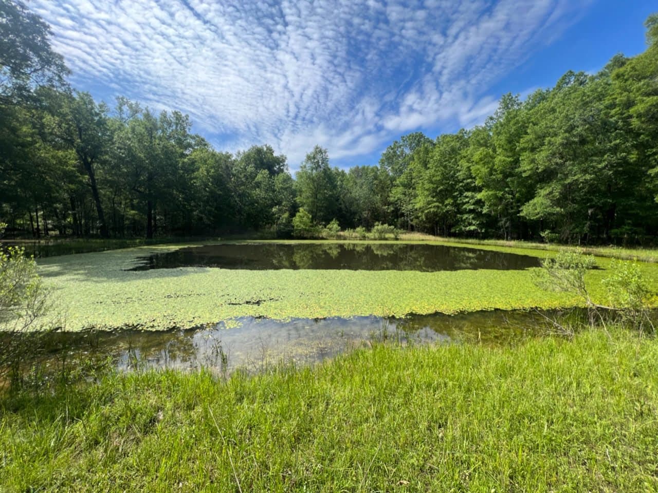 Overview of 36.5 acre hunting land in Red River County, Texas