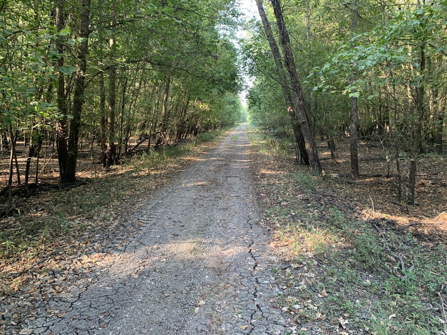 Overview of 65 acre hunting land in Red River County, Texas
