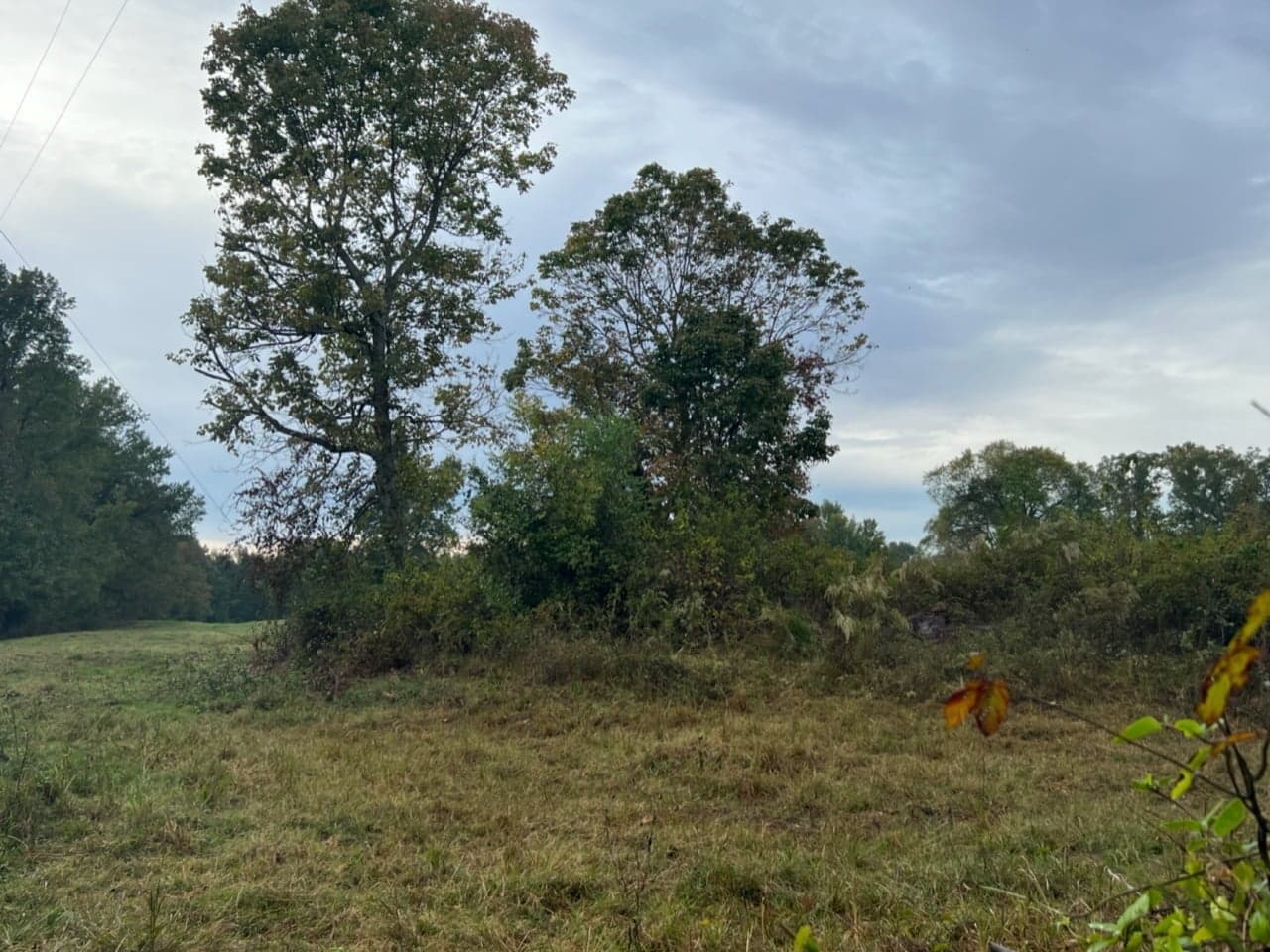 Overview of 15.67 acre timberland in Red River County, Texas