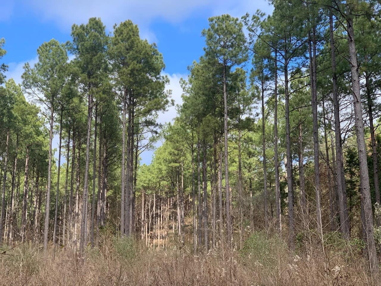 38.39 acre hunting land in Cass County, Texas