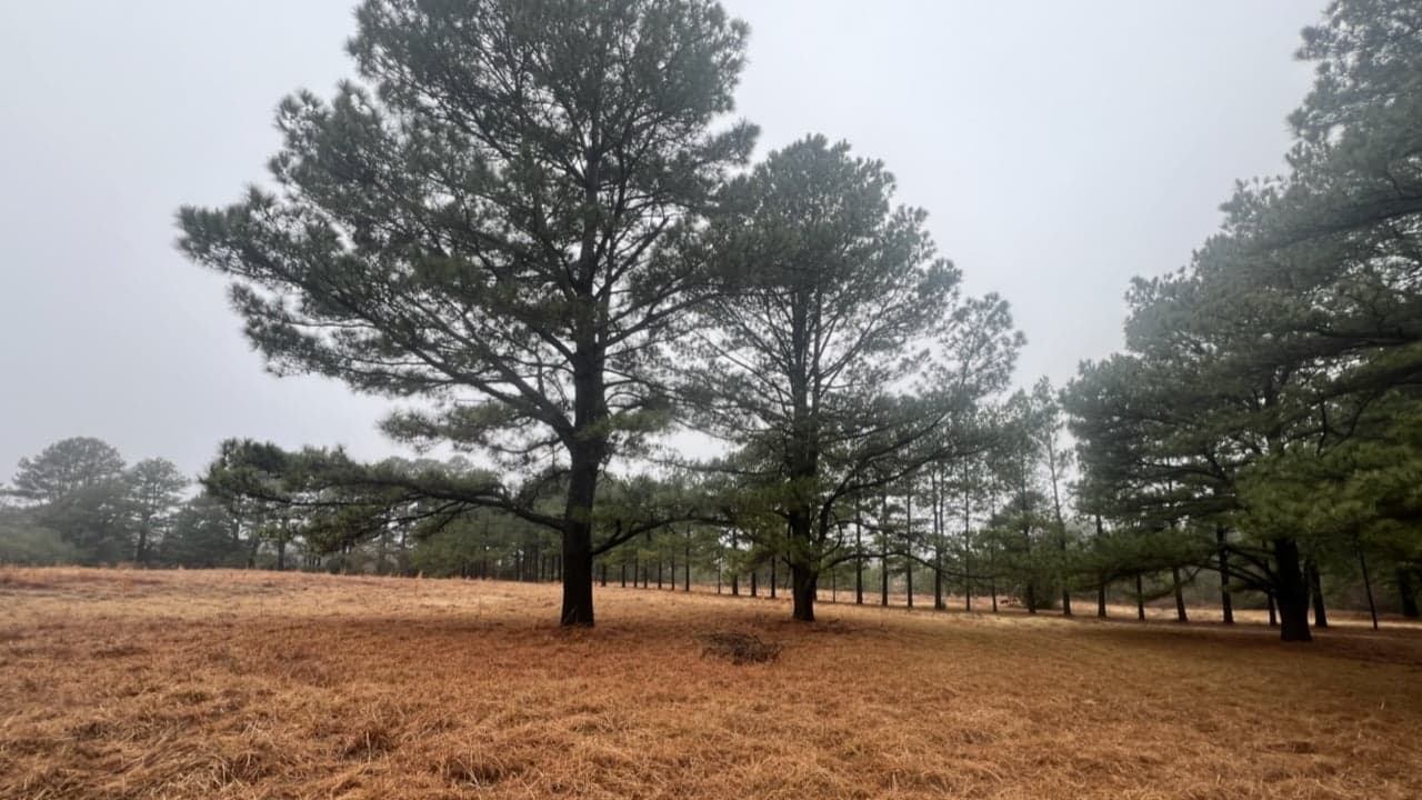 Overview of 48.1 acre hunting land in Red River County, Texas