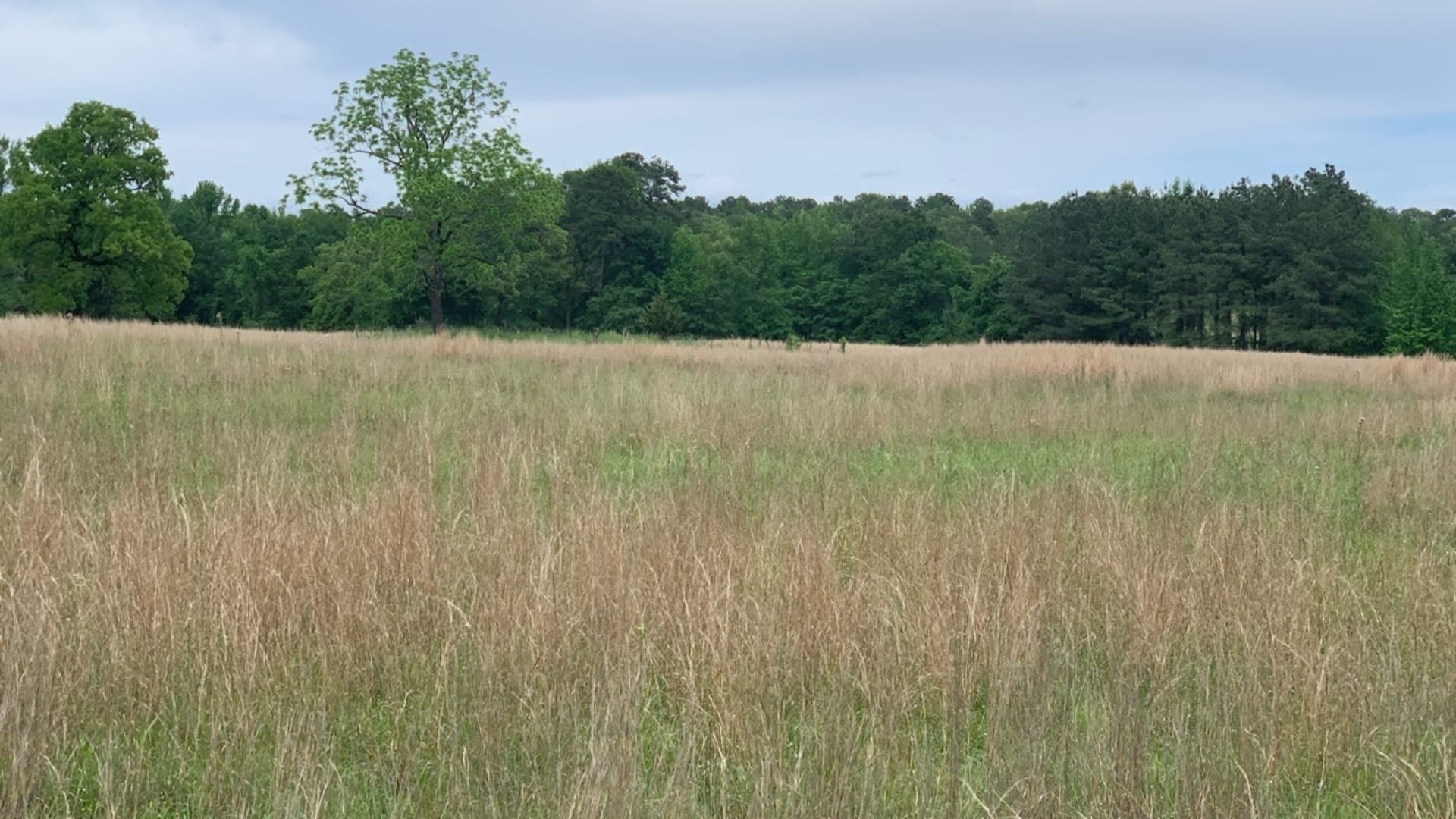 Overview of 35.55 acre timberland in Red River County, Texas