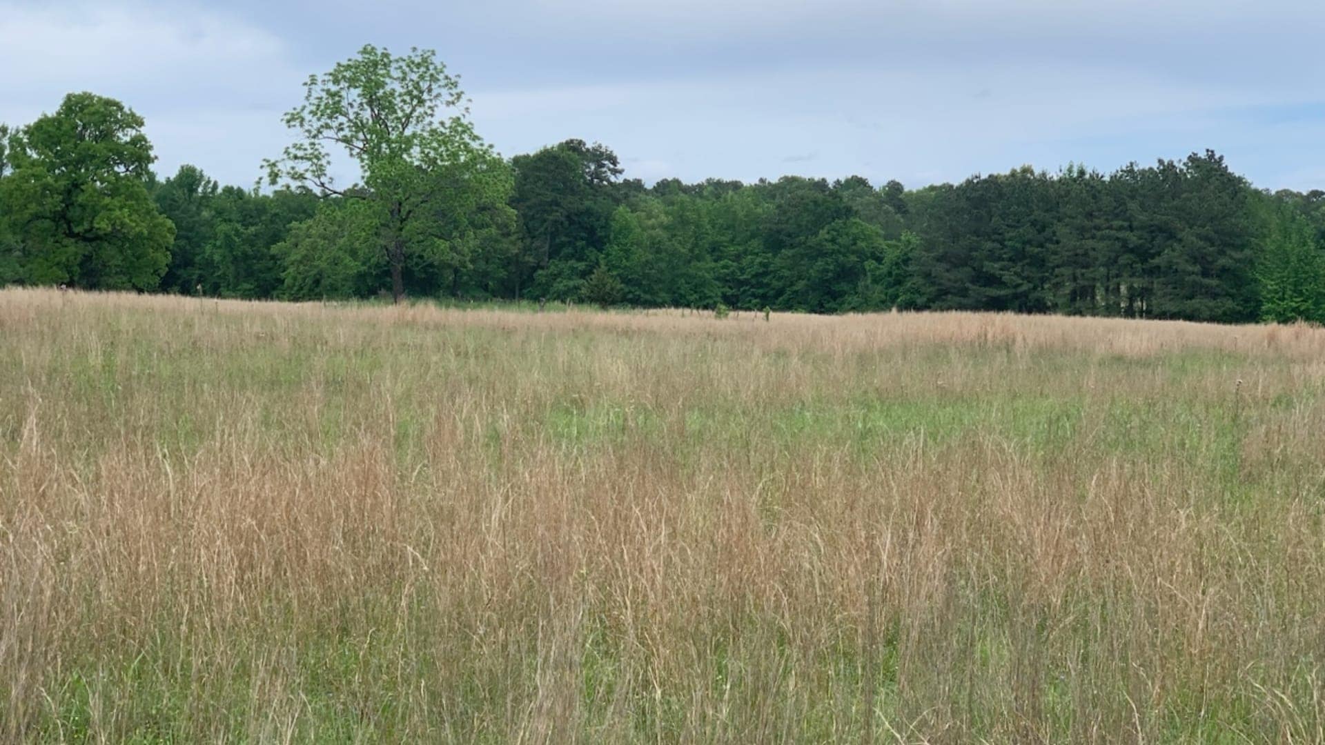 35.55 acre timberland in Red River County, Texas