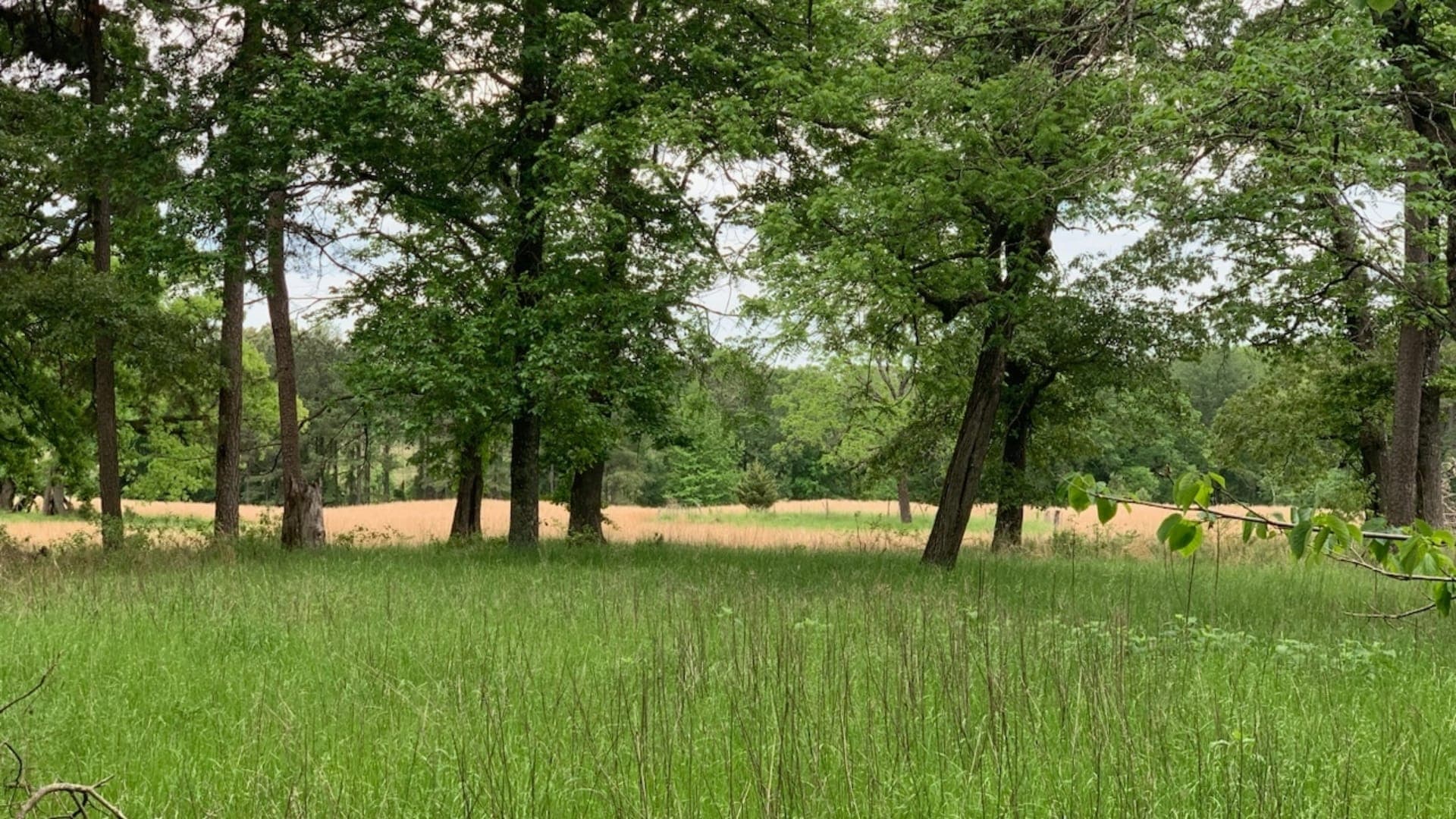 Overview of 31 acre timberland in Red River County, Texas