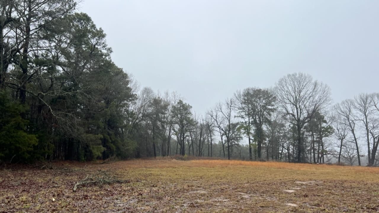 Overview of 31.34 acre timberland in Red River County, Texas